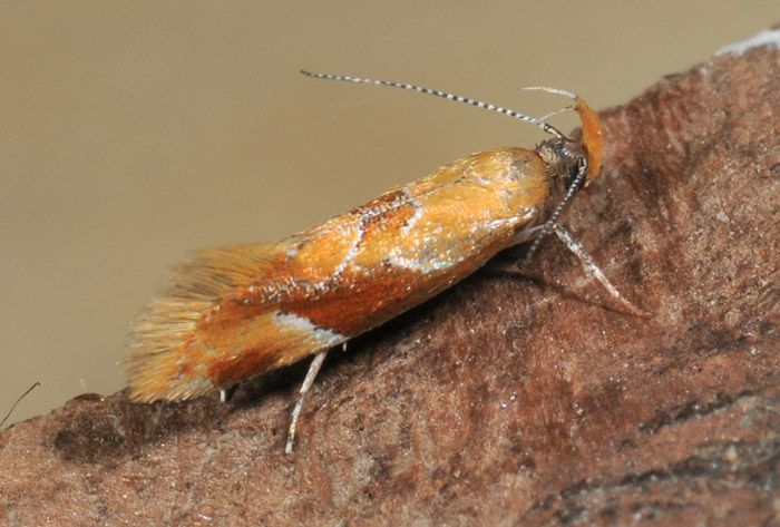 Oecophoridae: Epicallima formosella